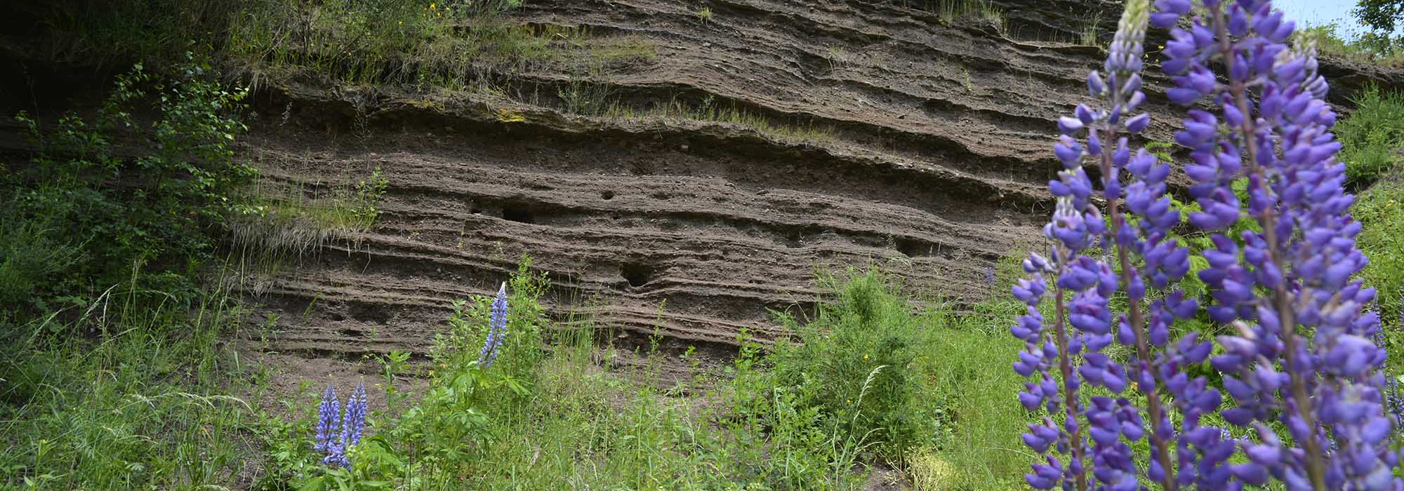 Wanderweg Bad Bertrich GeoRoute